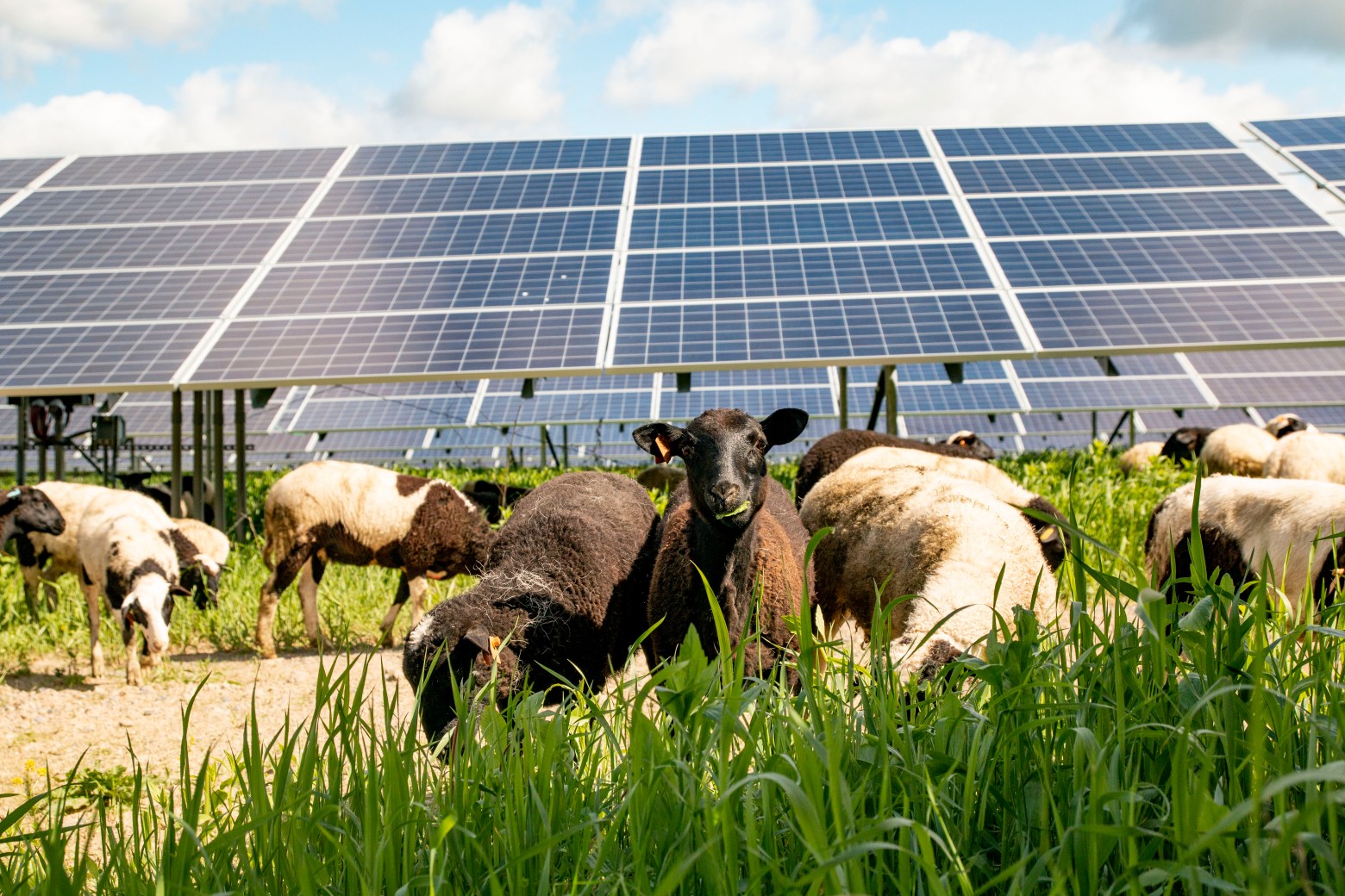 tarımsal_sulama_amaçlı_solar_güneş_enerji_paneli_tarım_ve_hayvancılık_sulama